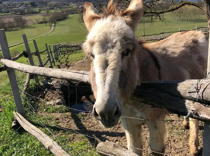 Cascina Coste Çiftlik konaklama Roppolo